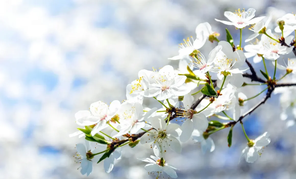 Osterpauschale in der Krone Hittisau