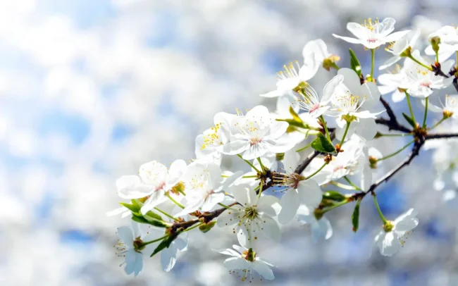 Osterpauschale in der Krone Hittisau