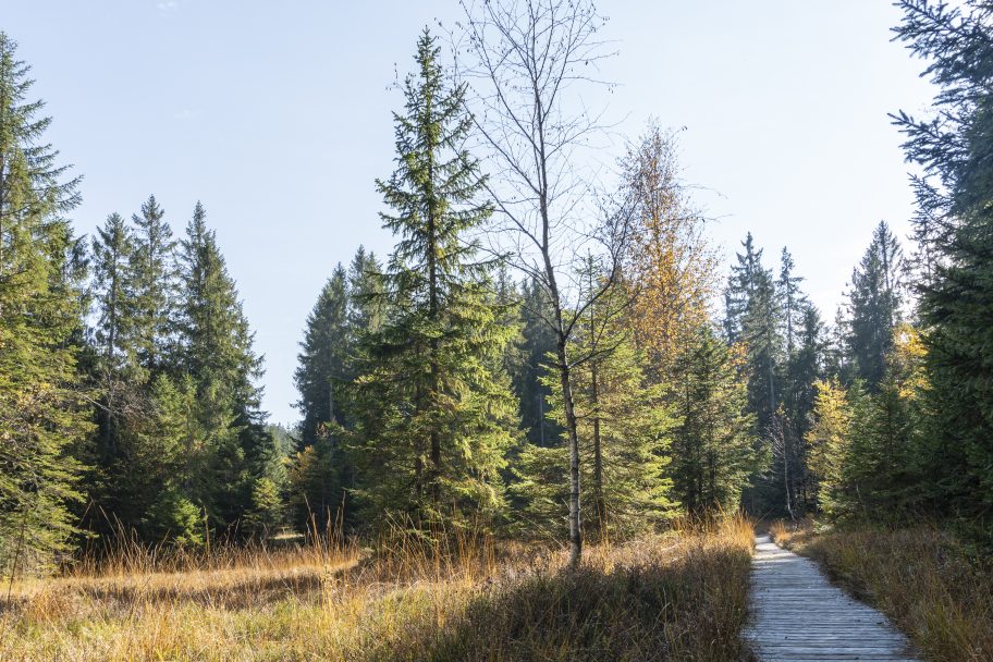 Wälder des Bregenzerwalds