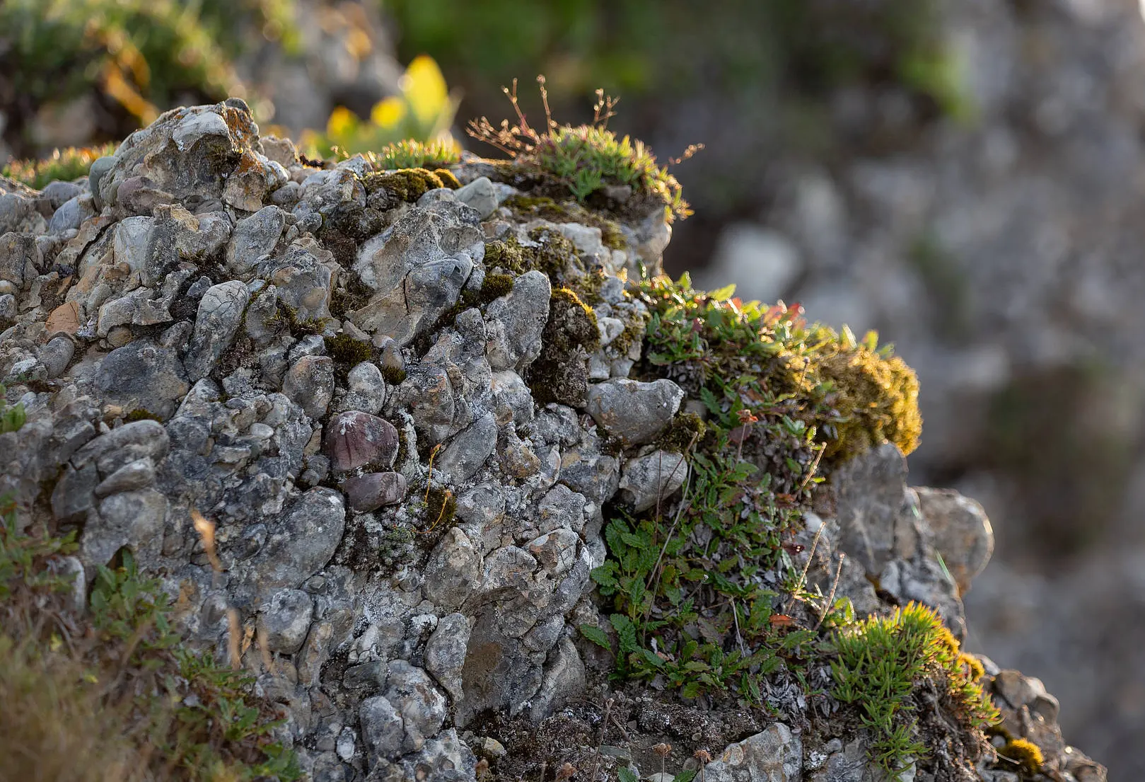 Nagelfluh-Stein im Naturpark Nagelfluhkette