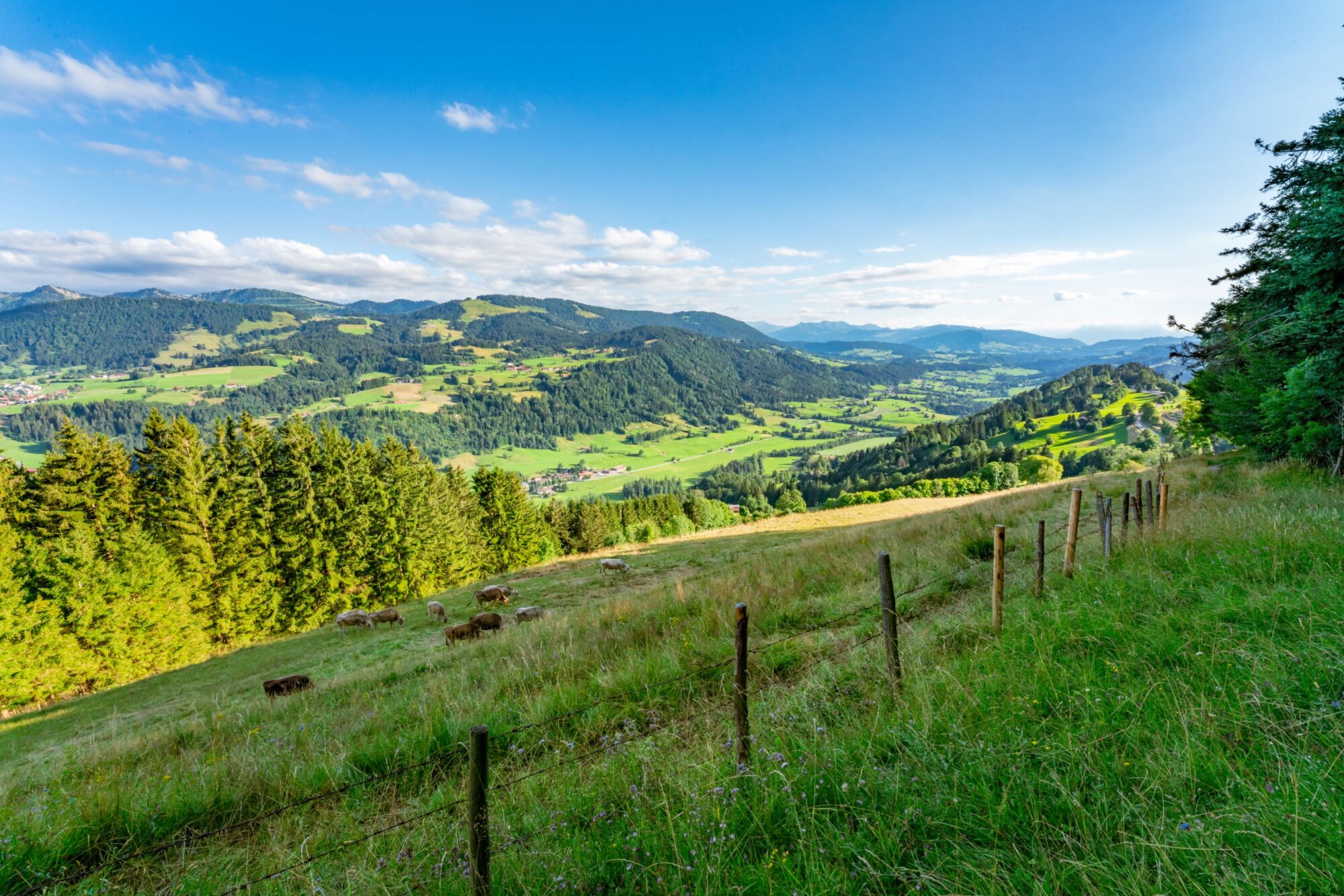 Wandern im Sommer im Allgäu in Oberstaufen