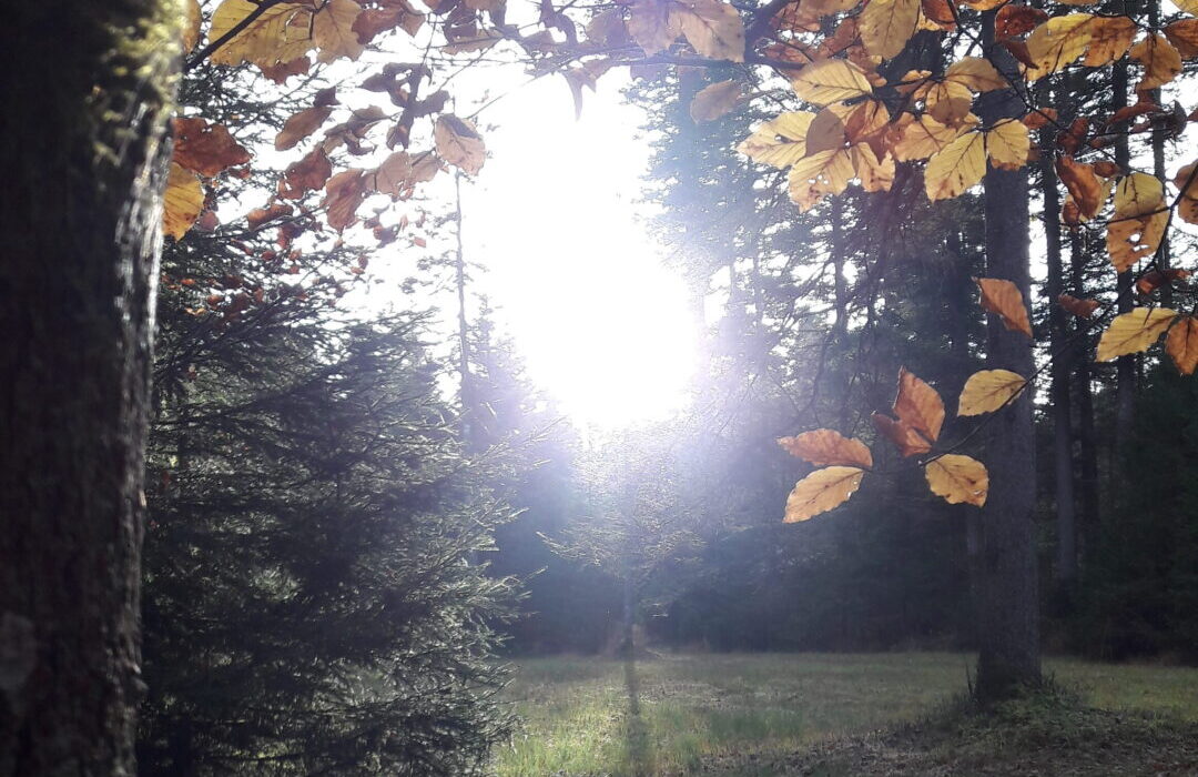 Herbstgeflüster