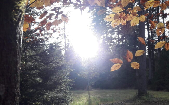 Herbstgeflüster