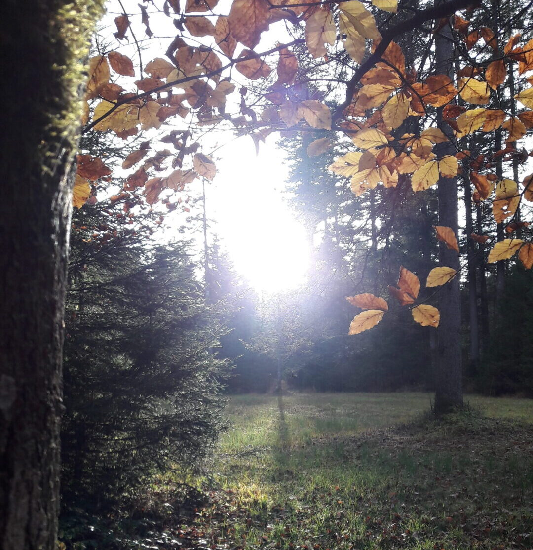 Herbst Herbstgeflüster