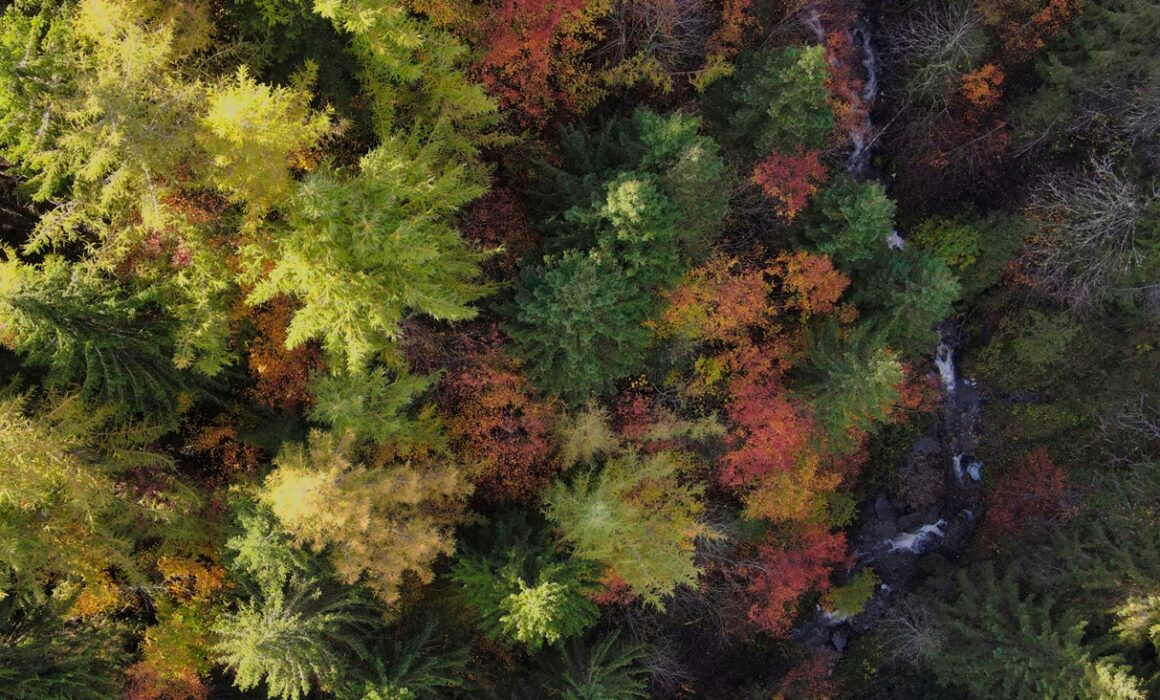 Waldansicht Drohnenansicht
