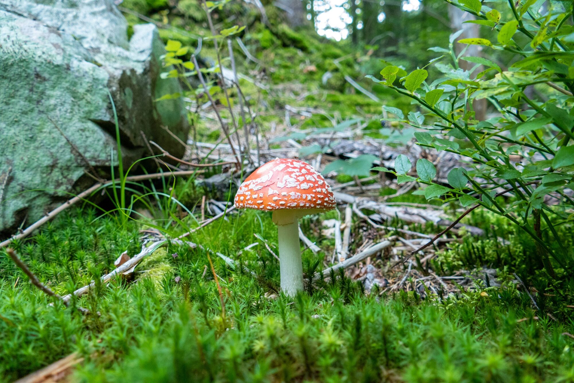 Fliegenpilz im Wald
