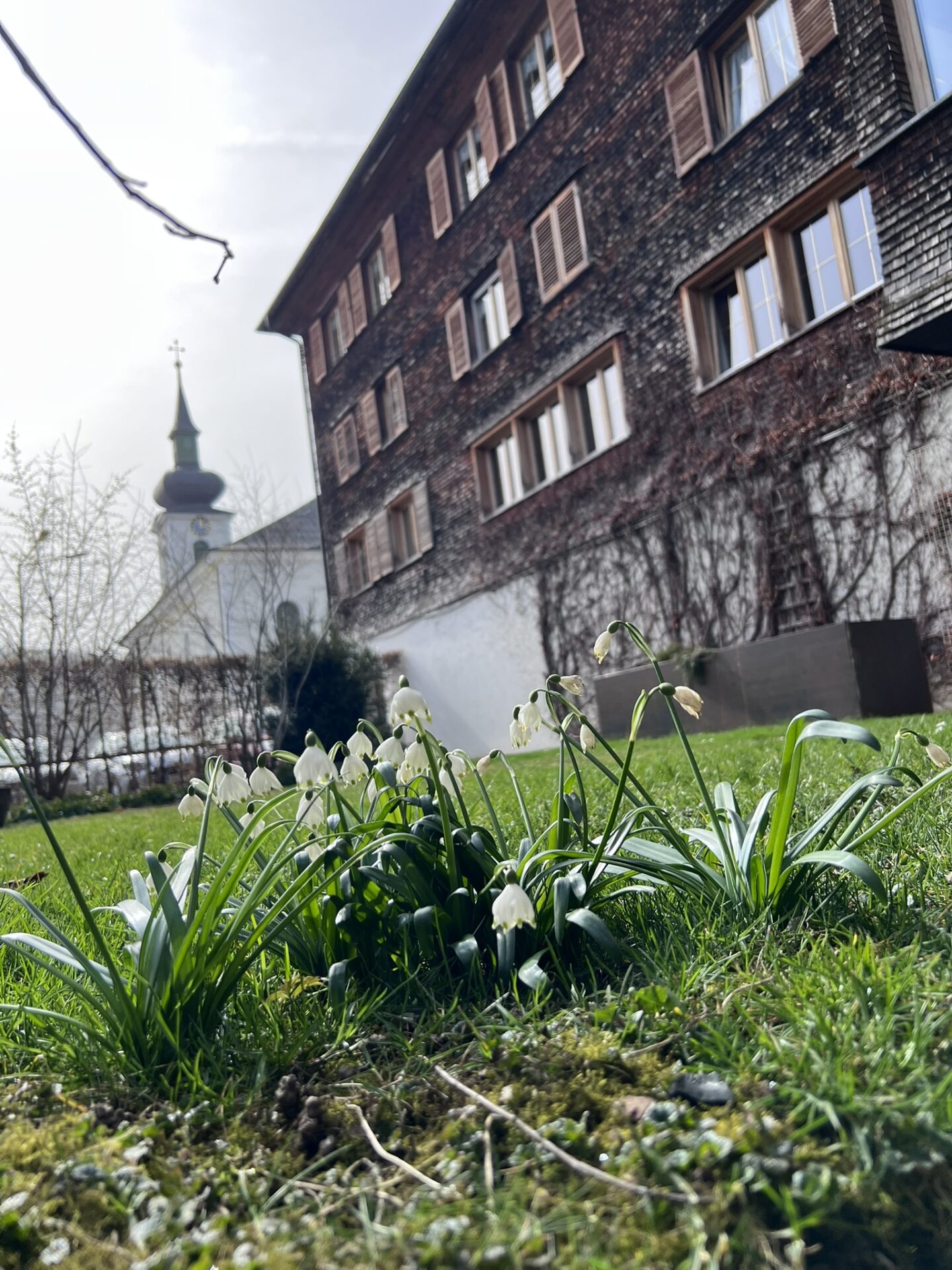 Märzenbecher Frühlingserwachen im Kronengarten