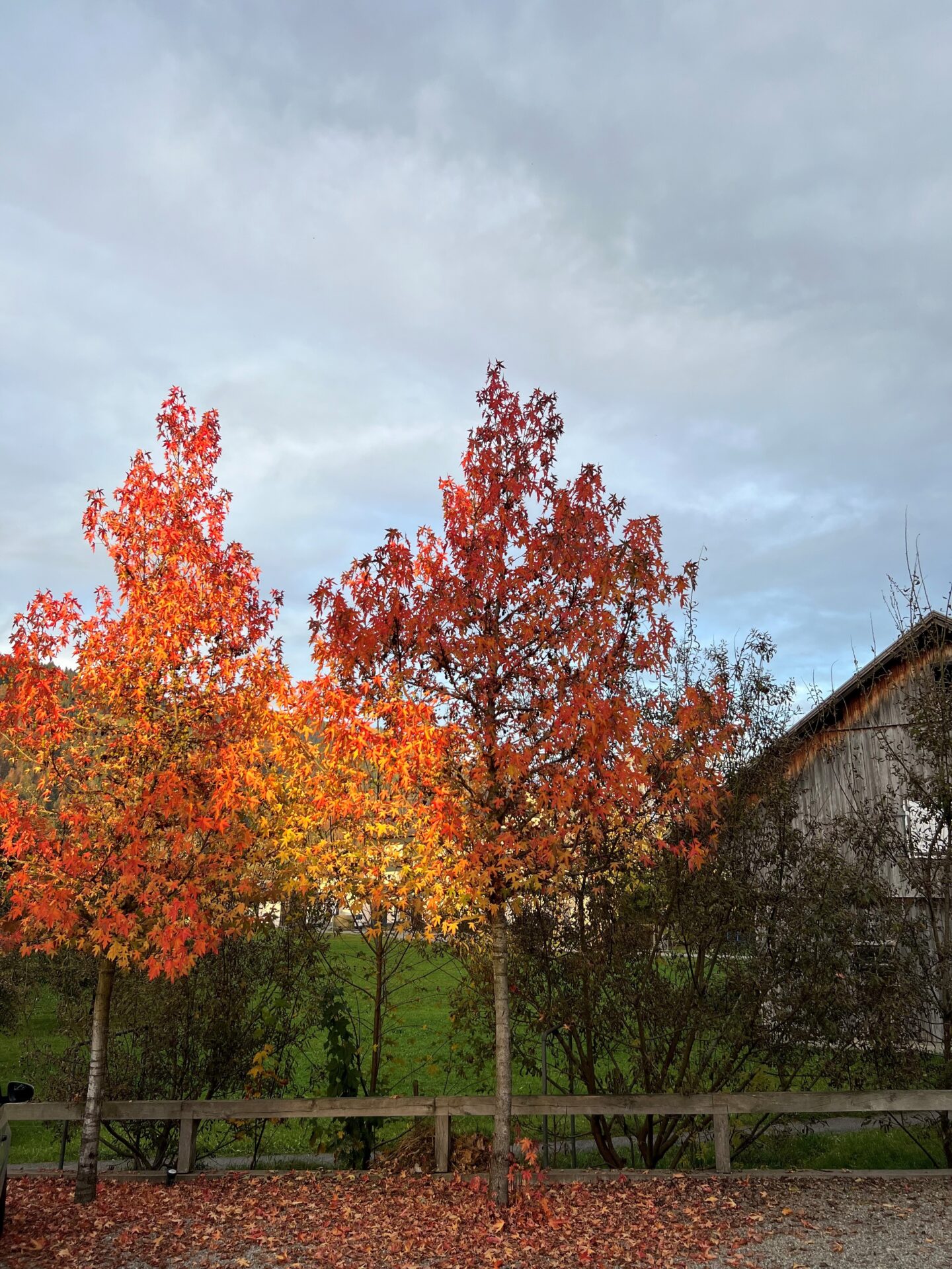 Dietmar_Herbst_Hotelparkplatz Krone im Herbst