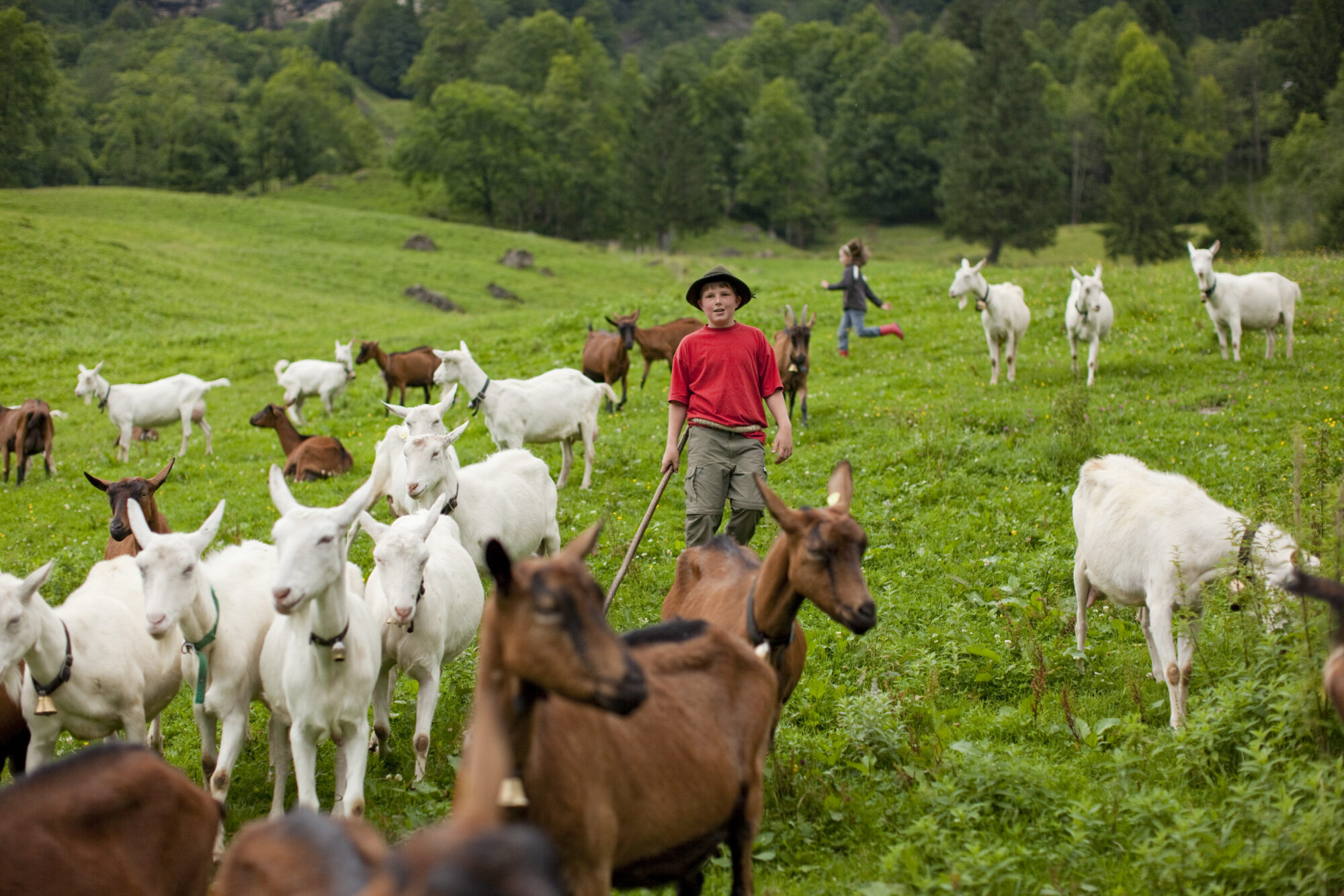 Kinder und Ziegen (c) Andreas Riedmiller – Bregenzerwald Tourismus Werbebild Goßusstellung